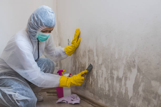 Best Affordable Mold Removal  in Robinson, IL