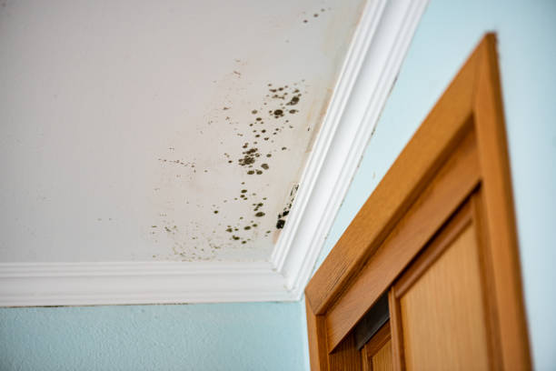 Mold Testing and Removal in Robinson, IL
