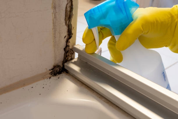 Best Office Mold Removal Services  in Robinson, IL