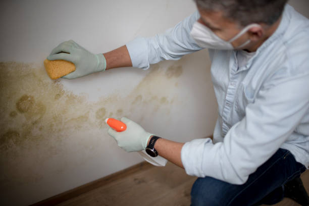Best Mold Testing  in Robinson, IL