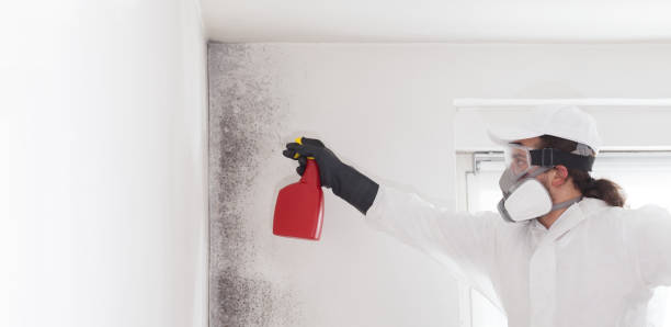 Best Local Mold Removal Service  in Robinson, IL