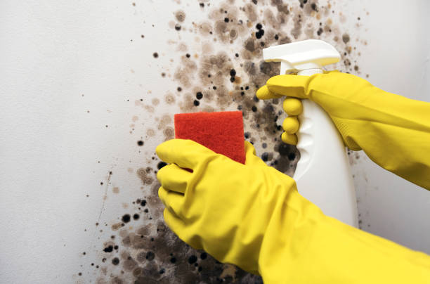 Best Emergency Mold Removal  in Robinson, IL