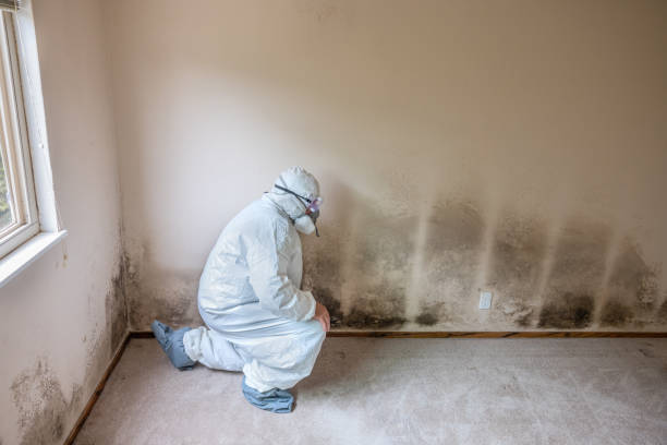Best Professional Mold Removal  in Robinson, IL