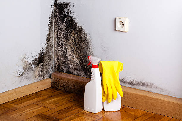 Best Best Mold Removal Companies  in Robinson, IL