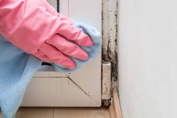 Best Mold Cleaning Services  in Robinson, IL