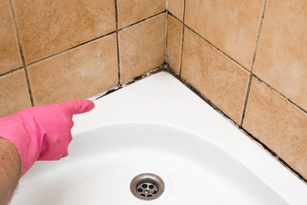 Best Mold Inspection  in Robinson, IL
